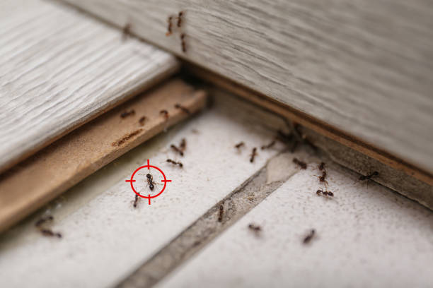 Best Residential Pest Control  in Madison, WV