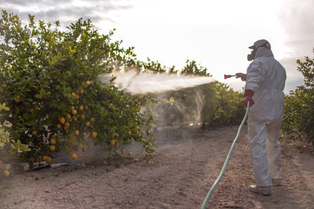 Wasp Removal Services in Madison, WV