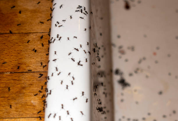 Best Spider Control Near Me  in Madison, WV