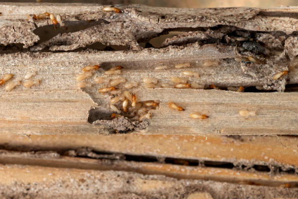 Best Emergency Pest Control  in Madison, WV