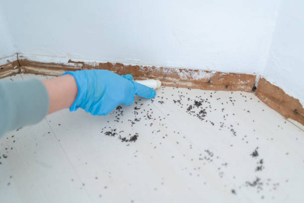 Reliable Madison, WV Pest Control Solutions